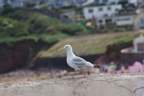 IMG_0429